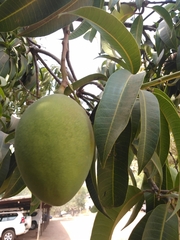 Angiospermae