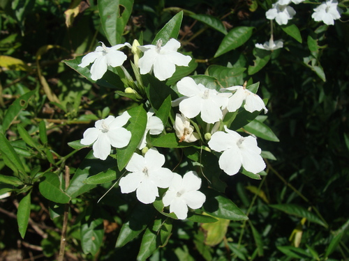 Ruellia foetida, photograph 2