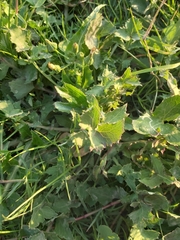 Sonchus oleraceus