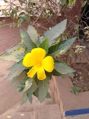 Angiospermae