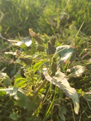 Sonchus oleraceus