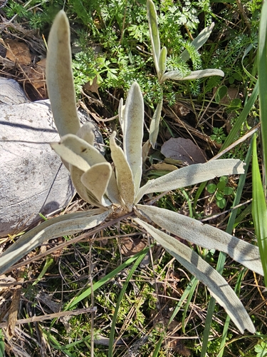 Avistamiento Phlomis lychnitis