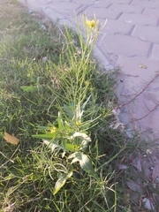 Sisymbrium irio