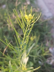 Sisymbrium irio