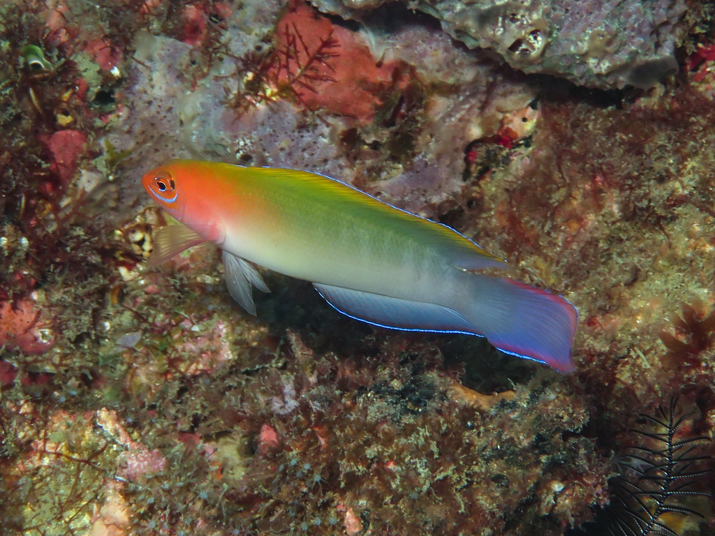 Queensland dottyback (Ogilbyina queenslandiae) — Pseudochromidae