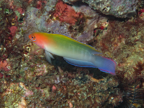 Queensland dottyback (Ogilbyina queenslandiae) — Pseudochromidae
