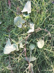 Sonchus oleraceus