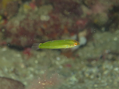 Yellow-Lined Rainbow Wrasse photo 2