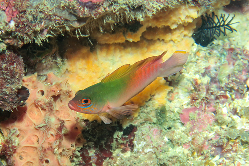 Australian dottyback (Ogilbyina novaehollandiae) — Pseudochromidae — 3