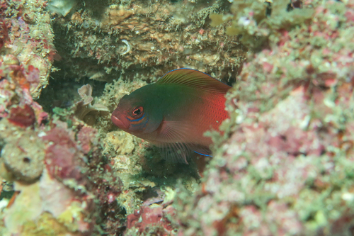Australian dottyback (Ogilbyina novaehollandiae) — Pseudochromidae — 4
