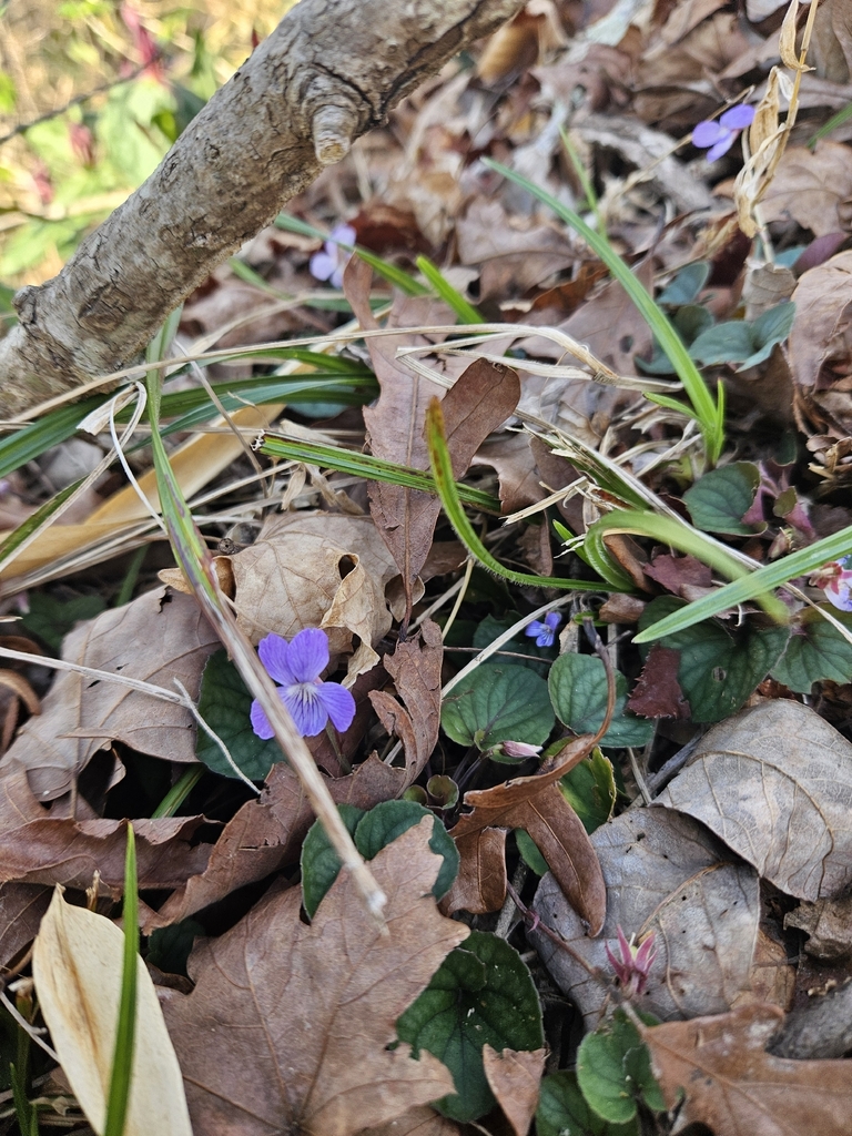 Prostrate Violet Prostrate blue violet from Zachary, LA 70791, USA on February 22, 2026 ...