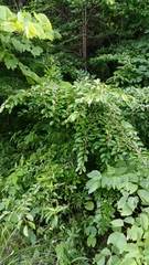 Margaritaria anomala