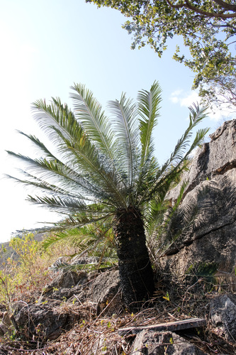 Cycas panzhihuaensis