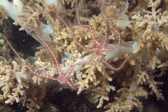 Ophiothrix purpurea