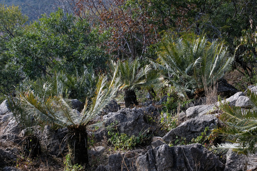 Cycas panzhihuaensis