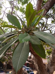 Magnoliopsida