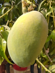 Mangifera indica
