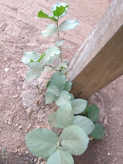 Magnoliopsida