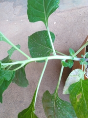 Solanoideae