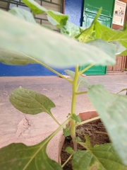 Solanoideae