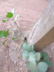 Magnoliopsida