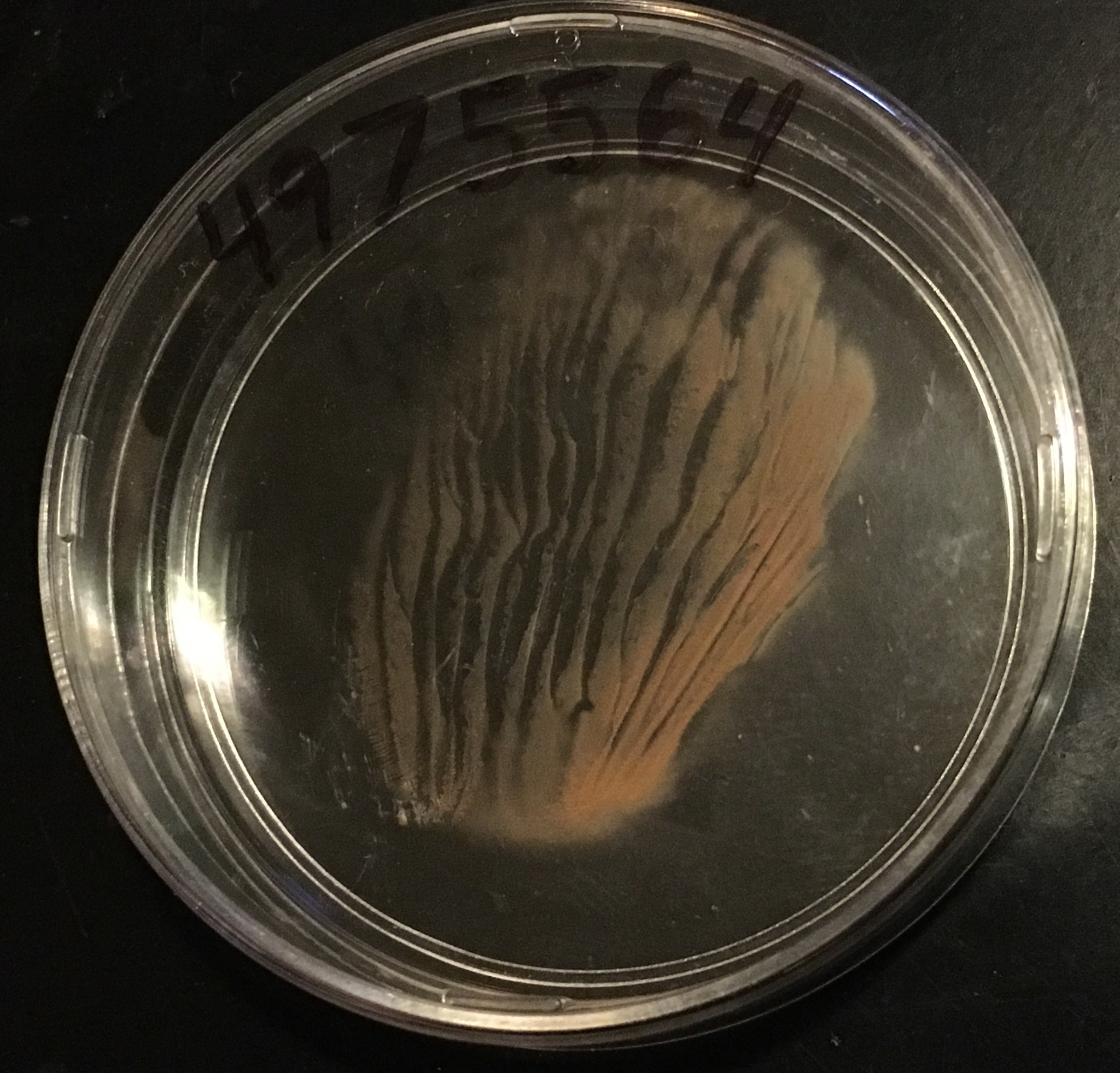 Pluteus primus image