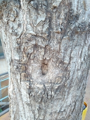 Angiospermae