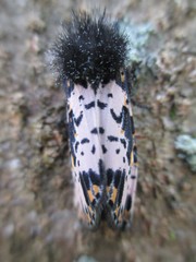 Xanthopastis timais