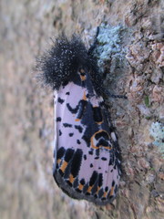 Xanthopastis timais