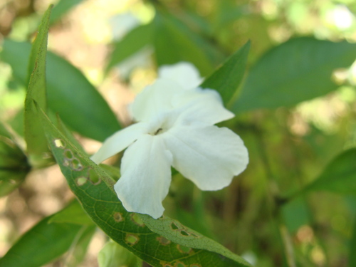 Ruellia foetida, photograph 1
