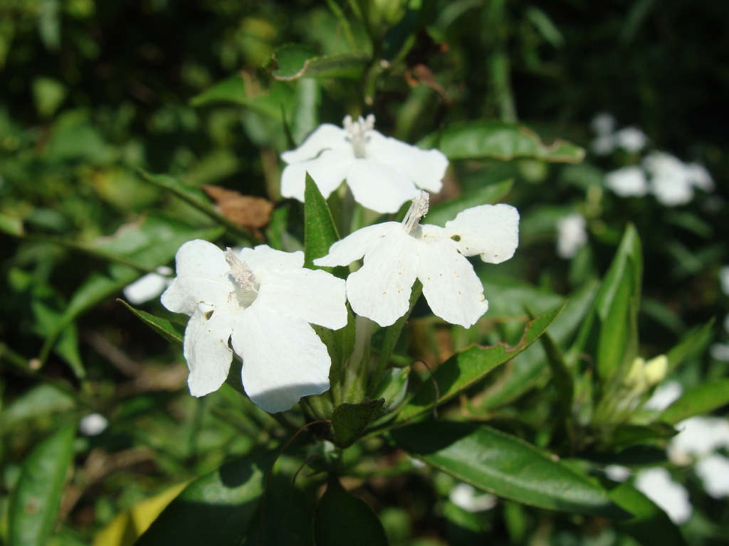 Ruellia foetida; photograph (c) Alexis López Hernández, some rights reserved (CC BY)