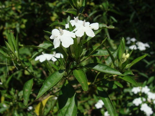 Ruellia foetida, photograph 4