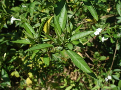 Ruellia foetida, photograph (c) Alexis López Hernández, some rights reserved (CC BY)