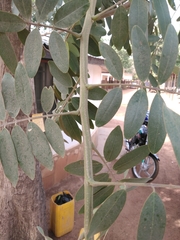 Angiospermae