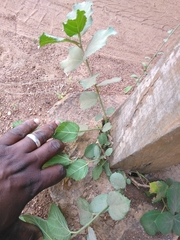 Magnoliopsida