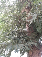 Angiospermae