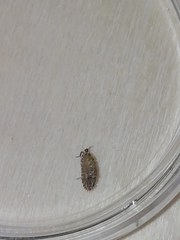 Porcellium collicola