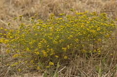 Tanacetum microphyllum