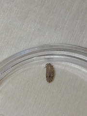 Porcellium collicola