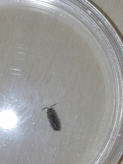 Porcellium collicola