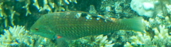 Pseudolabrus luculentus
