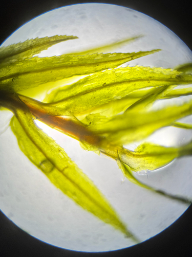Bartramiopsis lescurii observed 2026-02-22