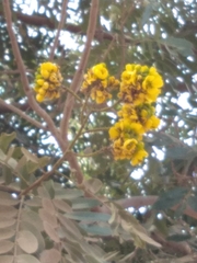Angiospermae
