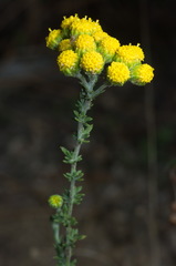 Tanacetum microphyllum