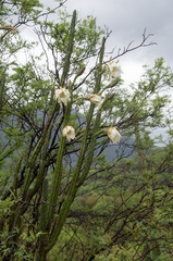 Harrisia tetracantha