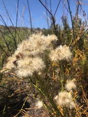 Senecio foeniculoides