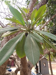 Plumeria