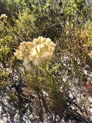 Senecio foeniculoides
