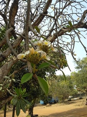 Plumeria