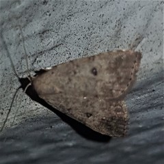 Tolpiodes oligolasia